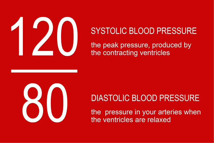 Infographic showing the systolic, when the ventricles contract and diastolic when ventricles relax
